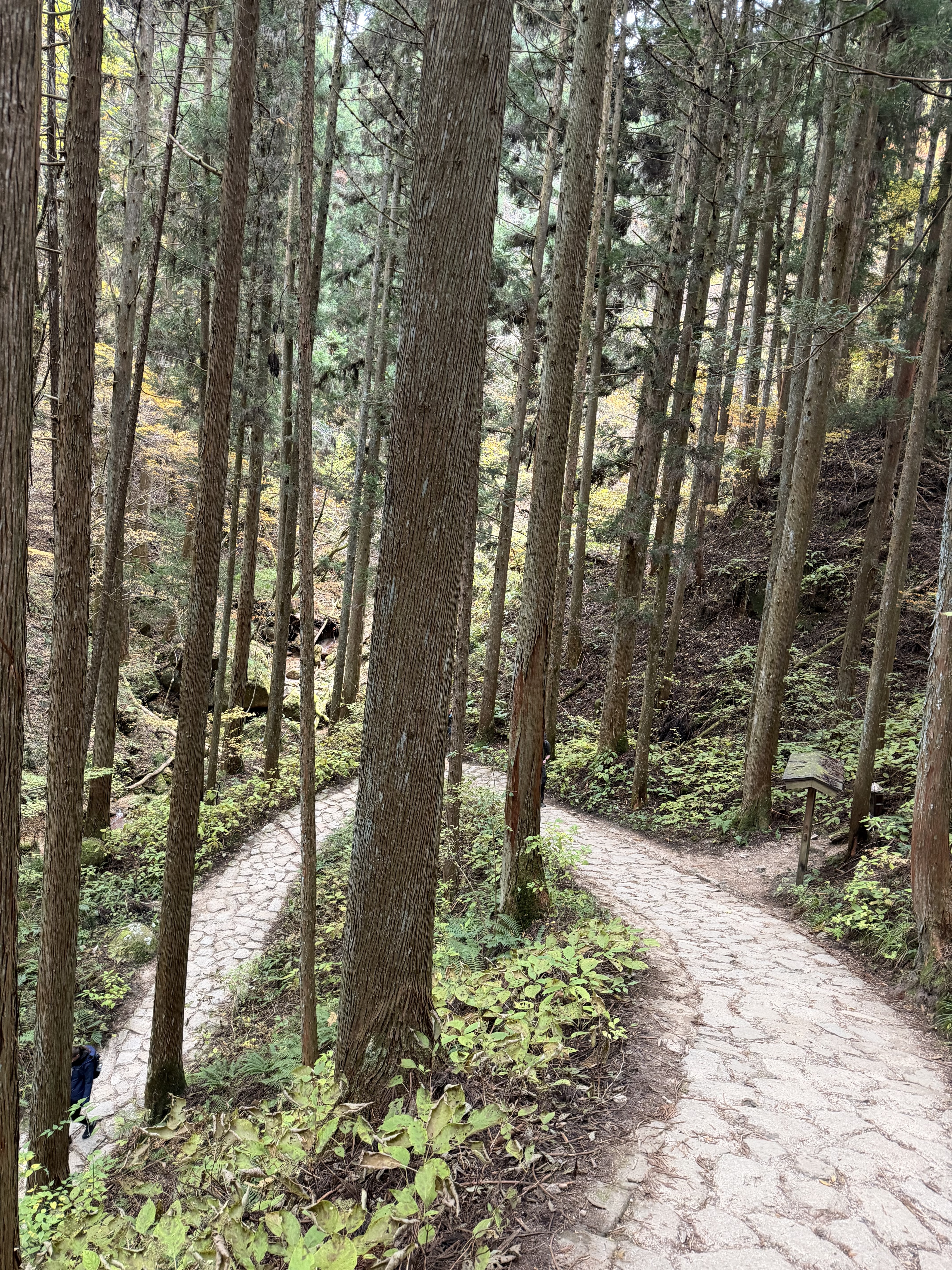 Nakasendo hills with terraces and mountains in the distance
