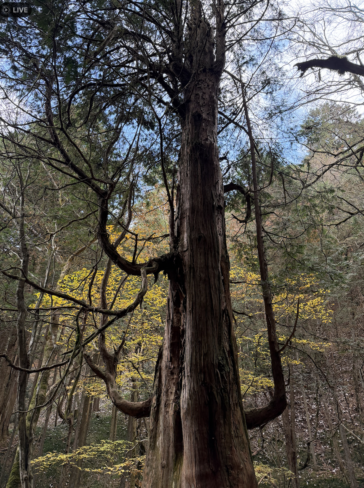 Woodland section of the Nakasendo trail near Magome Pass